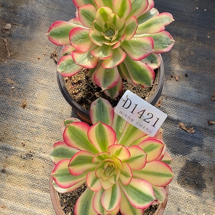 1421、1173荔枝多肉有砍2颗