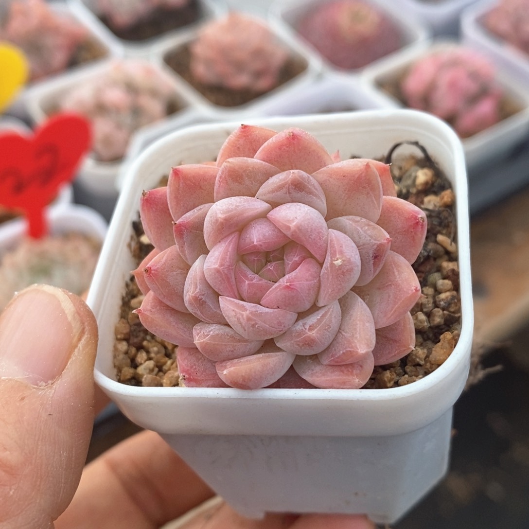 精品多肉一物一拍不包整030