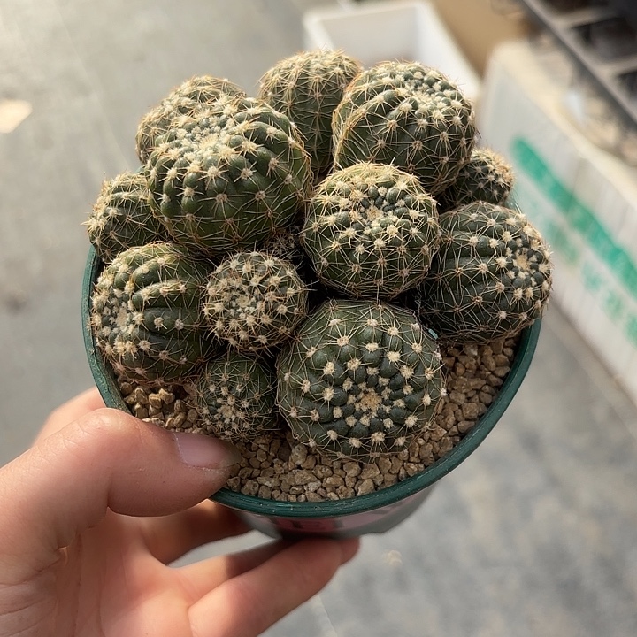 璇美玉加仑盆随机一盆