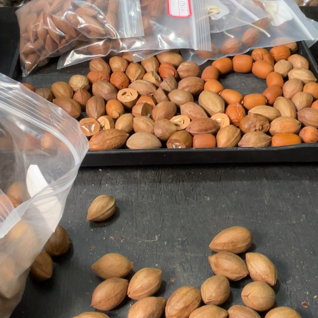 吊坠橄榄核测****s