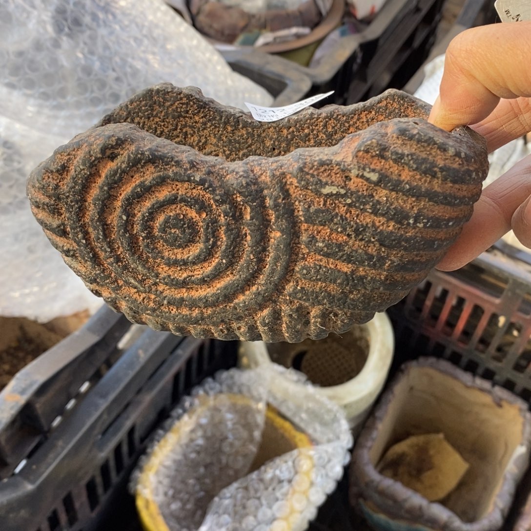 305号多肉盆口径12