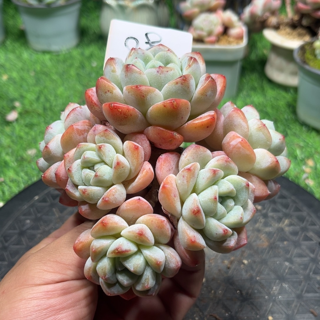 08冰玉群生老桩6头