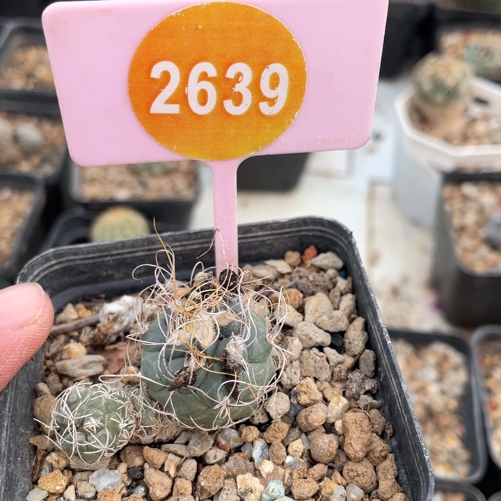 果***果实生长城丸26390000