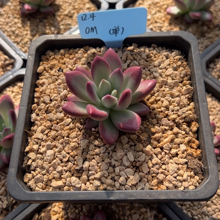 赫本露丝多肉植物单头一颗