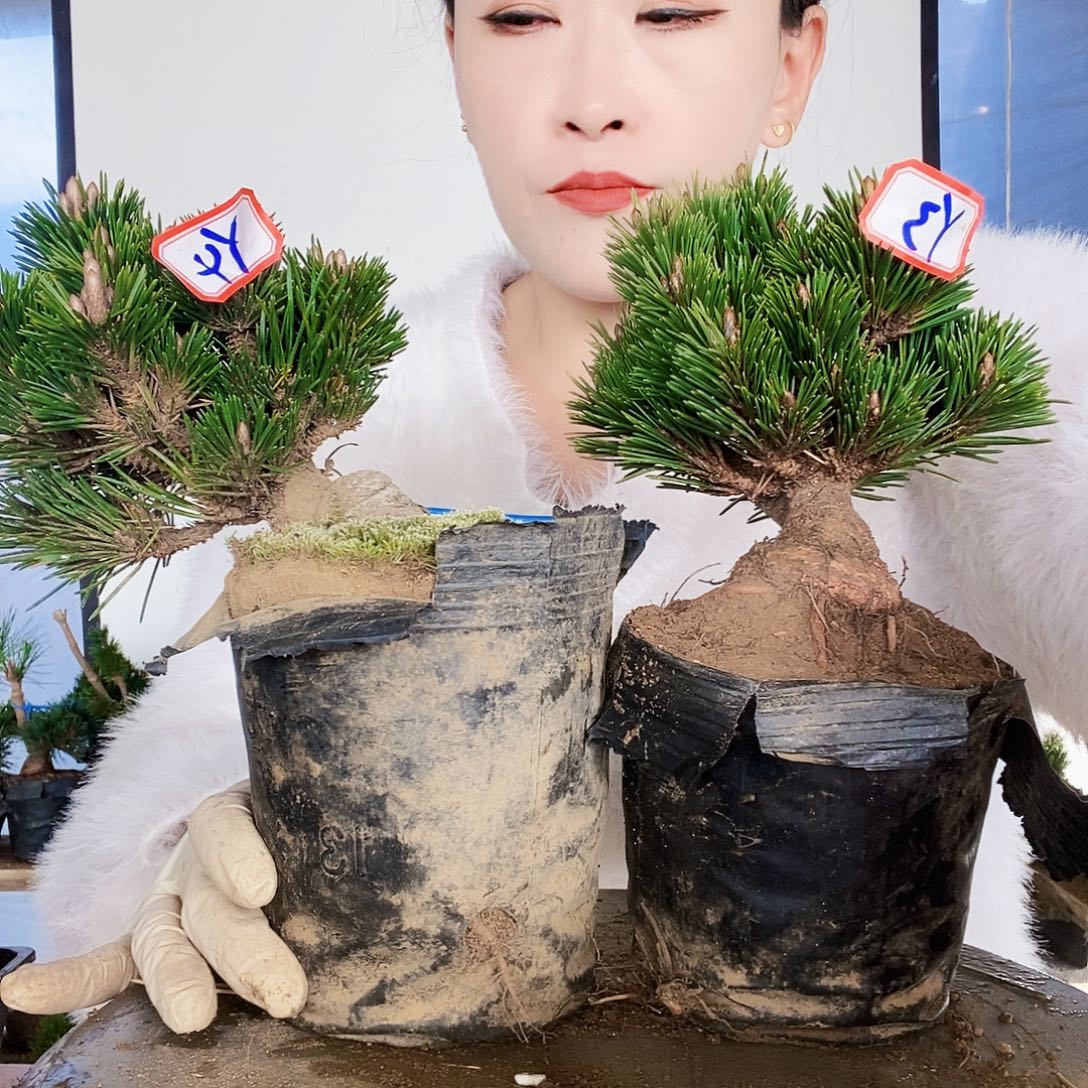 无花朵植物形态多年生草本