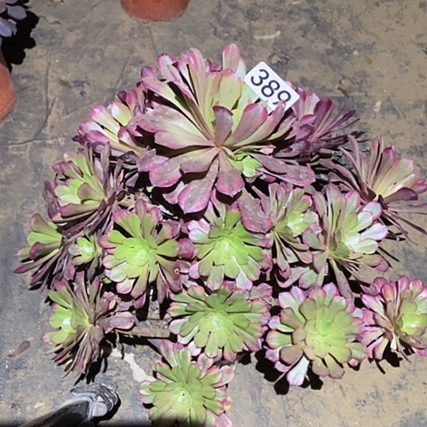 多肉植物法师389祝融