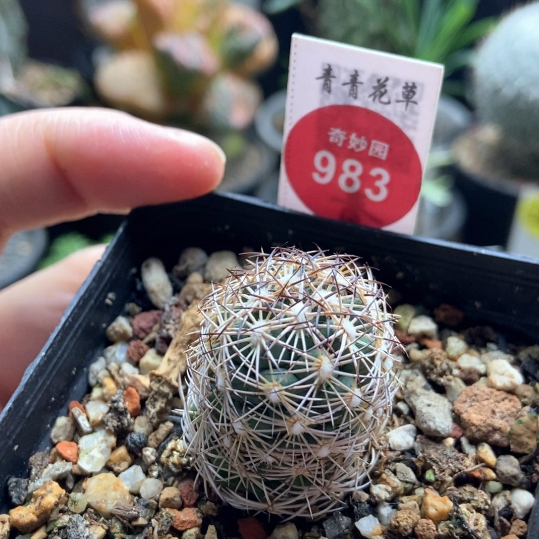 实生黑刺狮子一棵仙人球