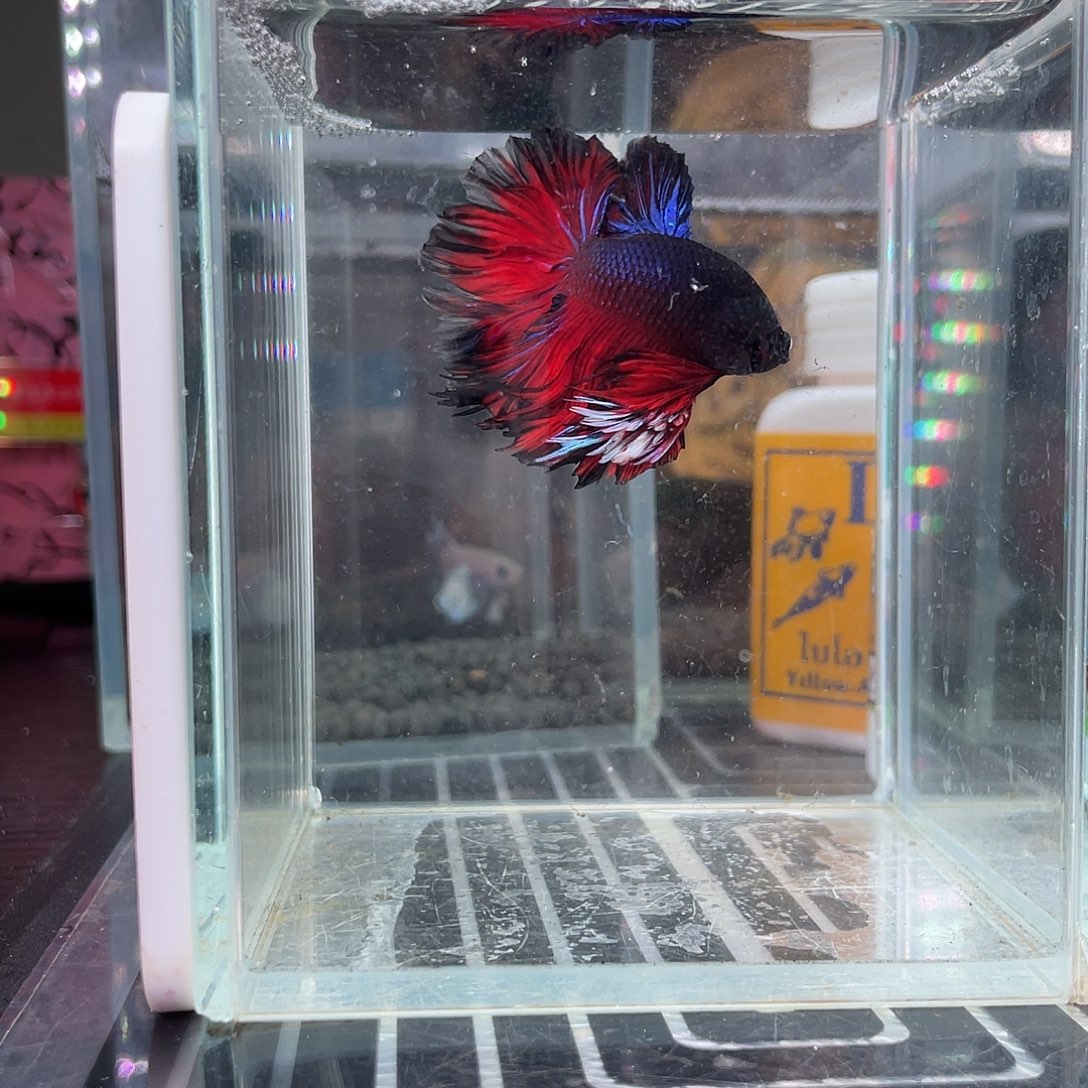 斗鱼20号地狱火hmpk