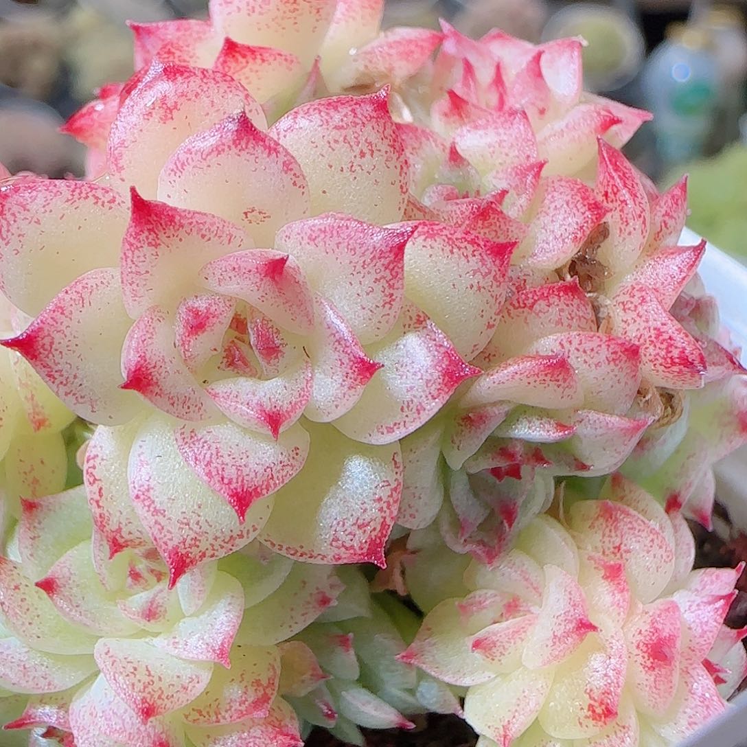 花语逸镜1127-40散