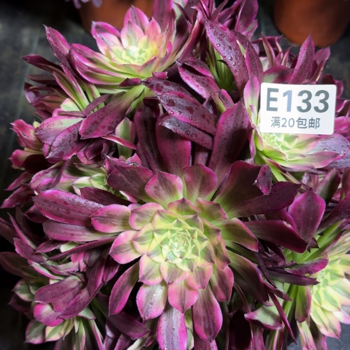 瑞妈一物一拍133