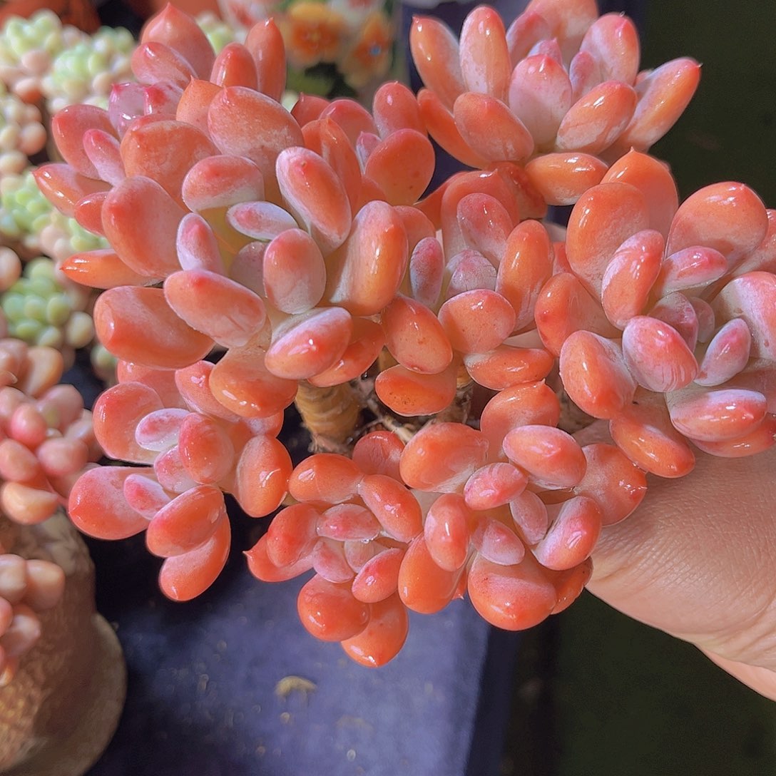 灰姑娘多肉植物多肉