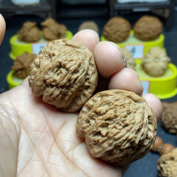 核桃山地白狮子002