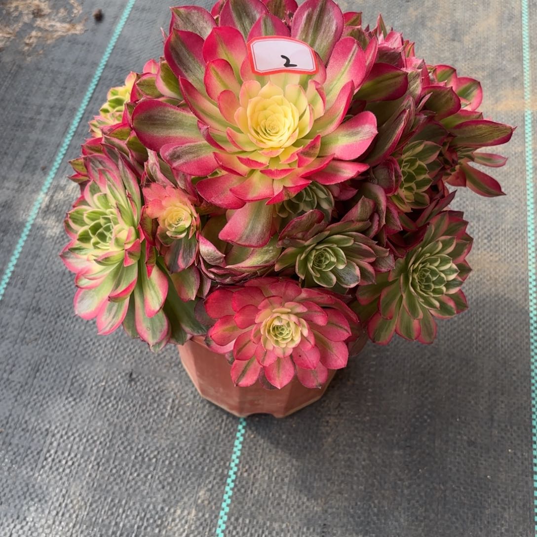 2海王多肉植物绿植