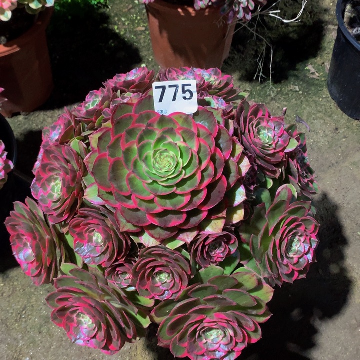 猫***.无花朵粉花妖7750000000