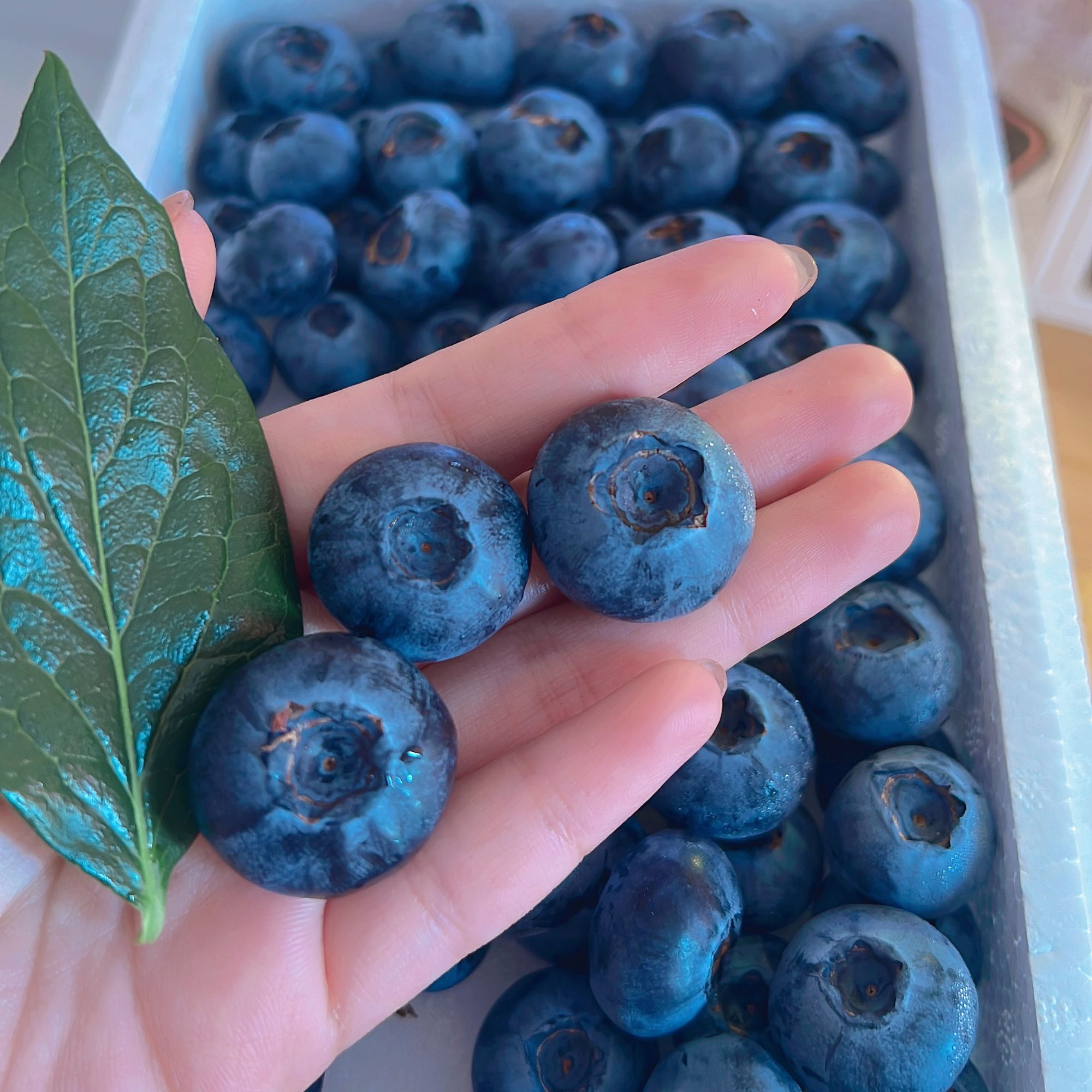 丹东L25蓝莓全国顺丰包邮