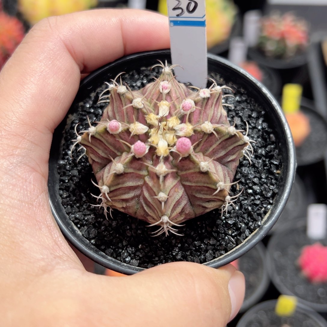 粉白海神——（默认脱土发货）