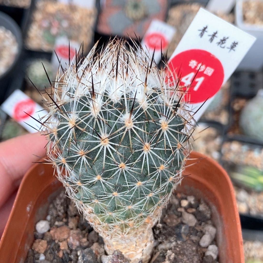 实生狂刺白琅玉4.2cm