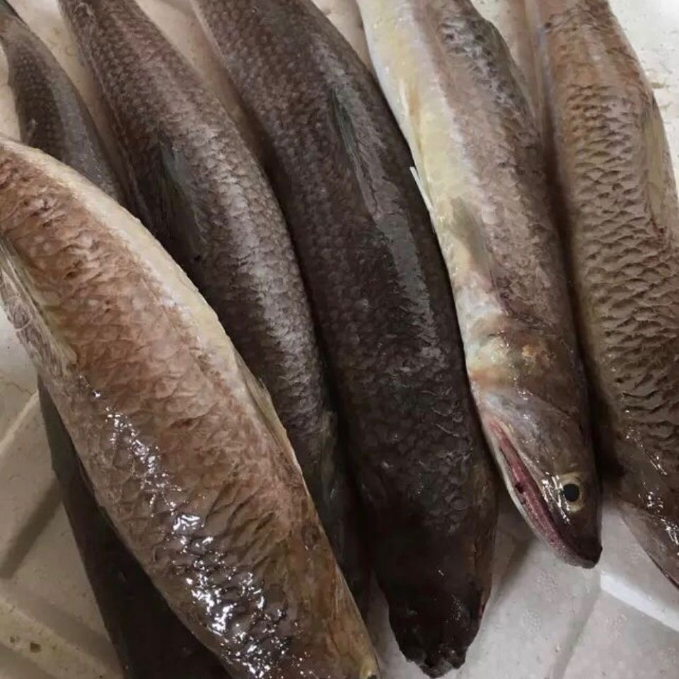 广东汕尾本港野生海鲜中乌鱼那哥鱼海乌鱼潮汕地道美食