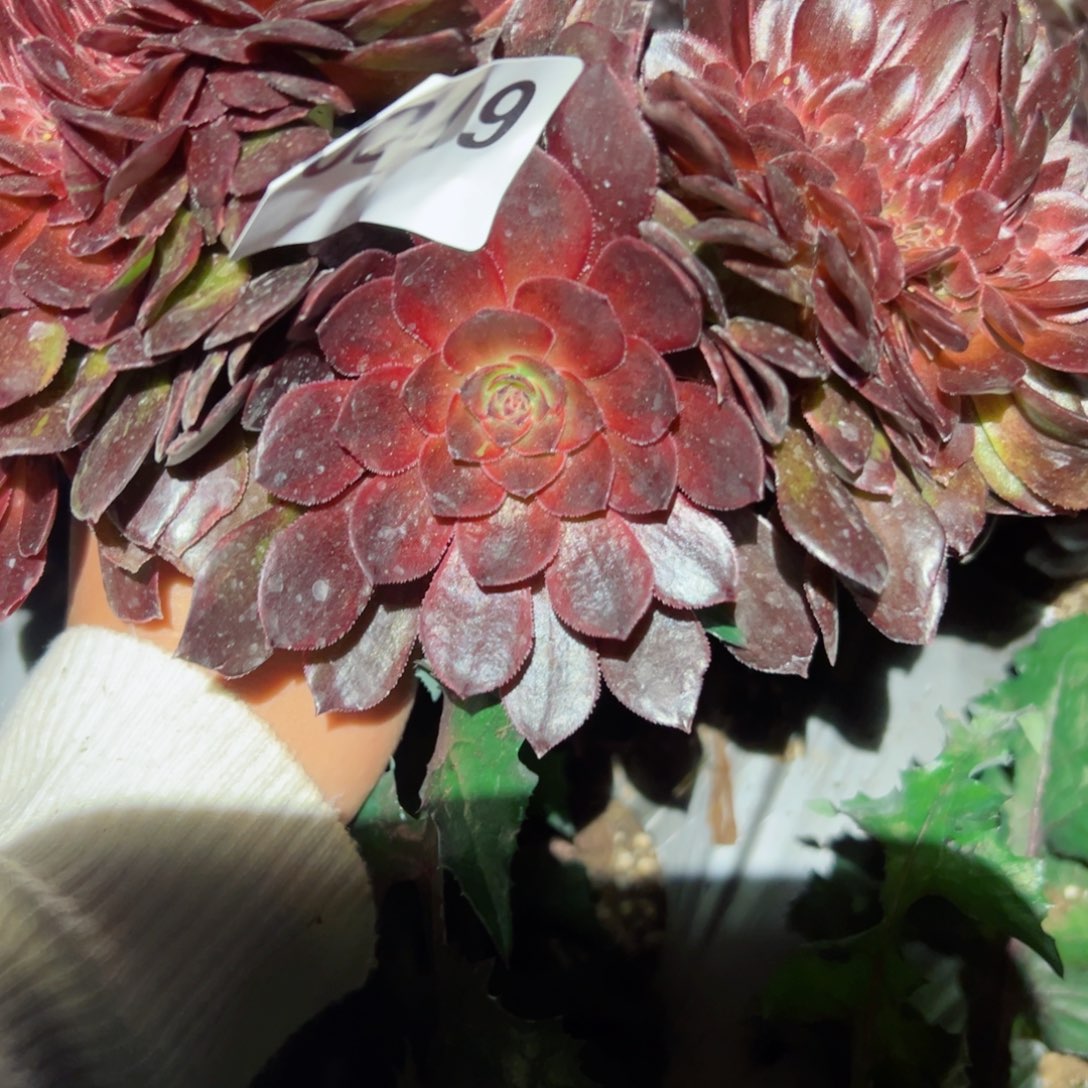 319 号多肉植物法师新年福利