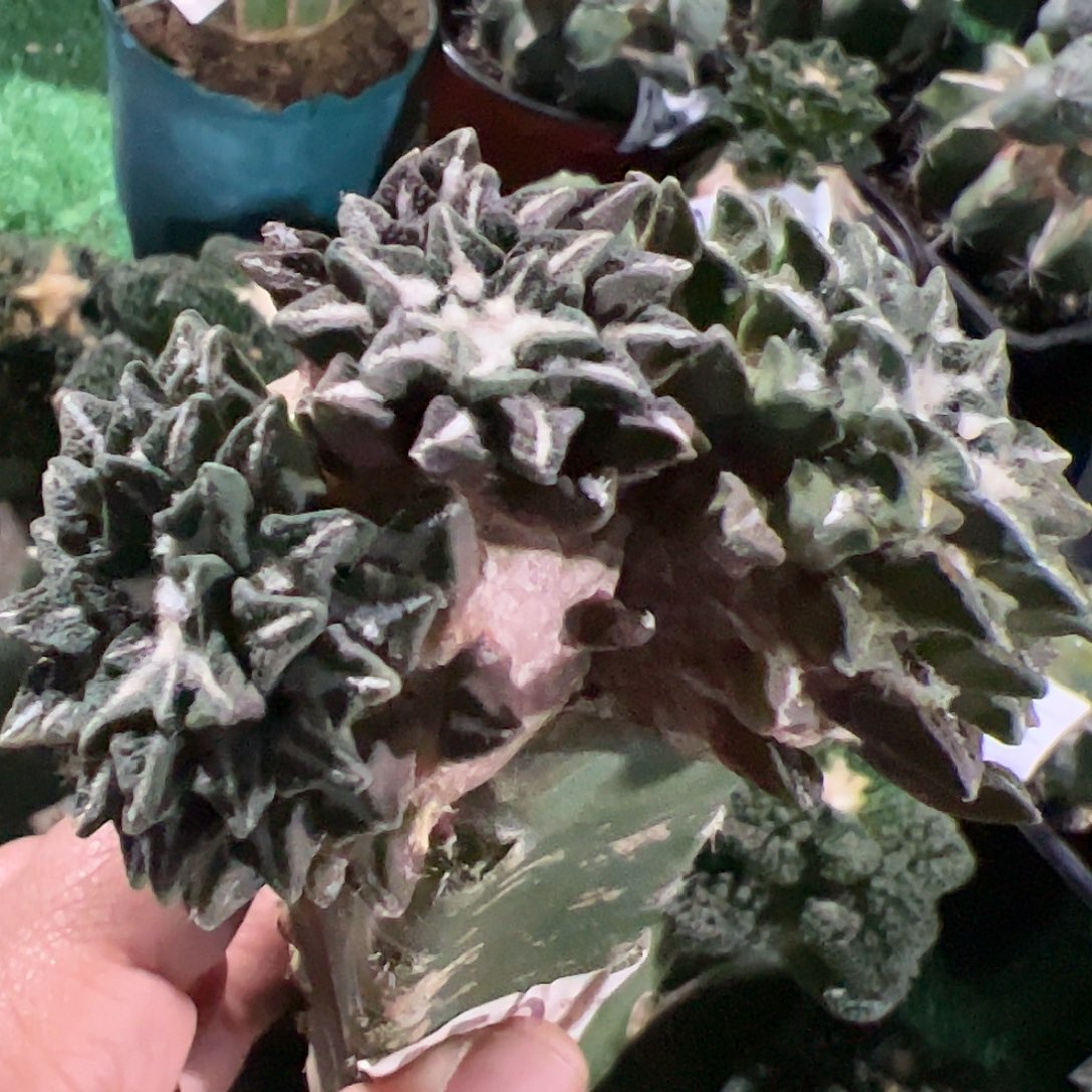 苗接三头黑牡丹459