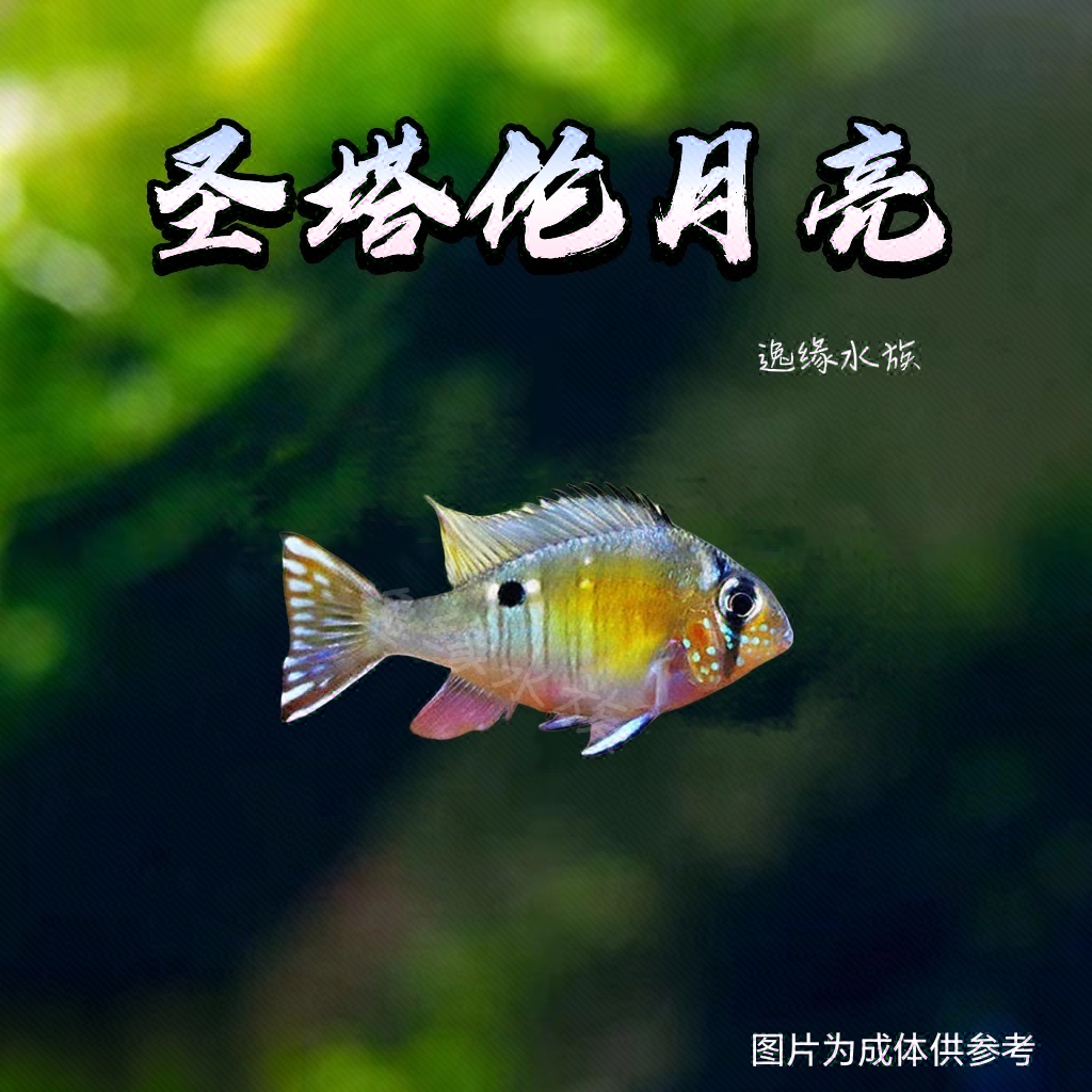 瓦瑞尼蓝月亮圣塔伦黄腹月亮食土鲷