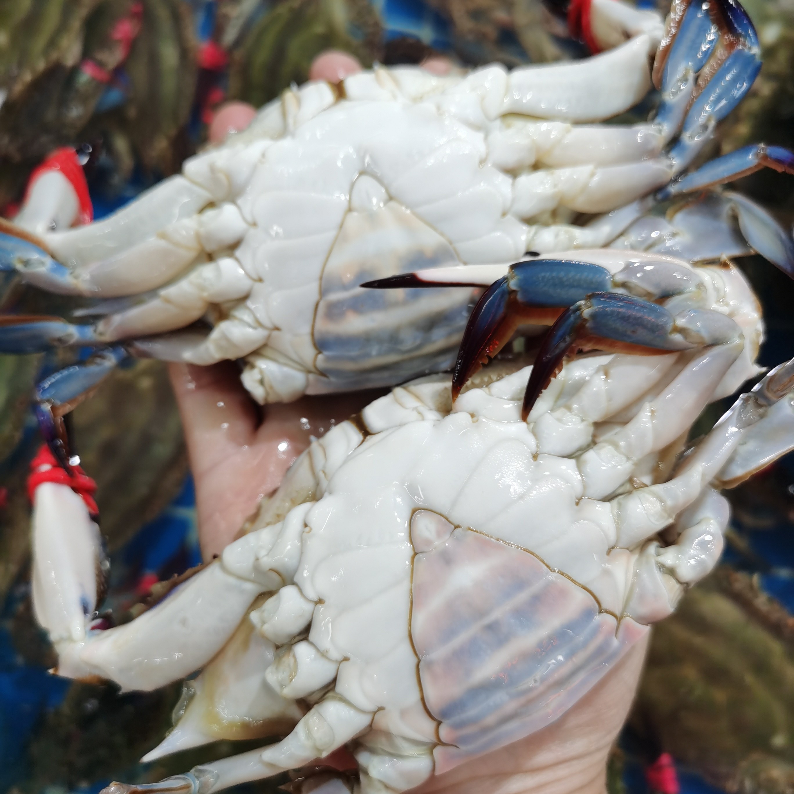 东港插旗飞蟹3斤 单只2两左右 个别偏小【保鲜不保活】