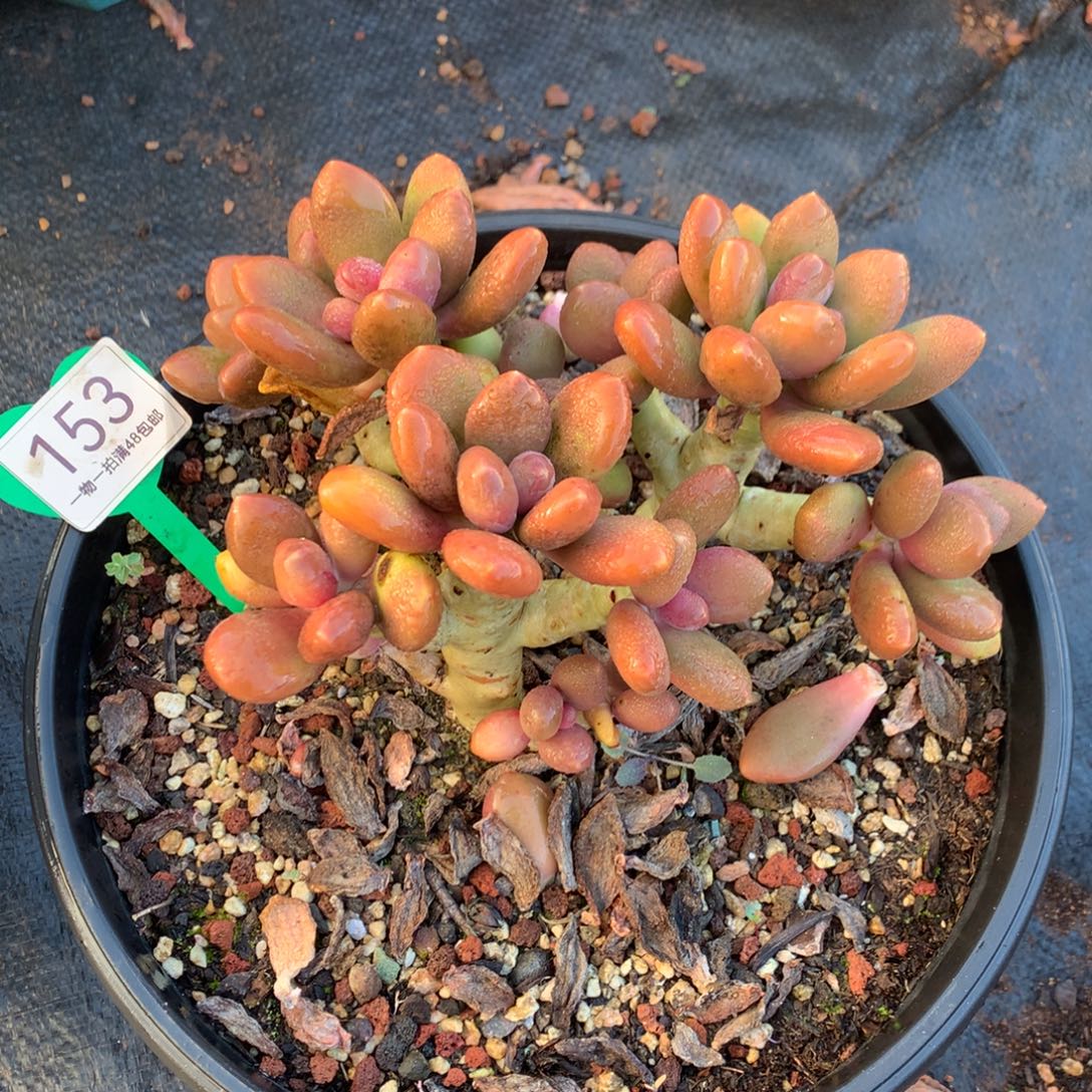 芒果奶酪开播福利