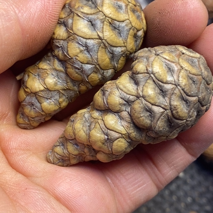 无***间吊坠文玩核桃东北特产45