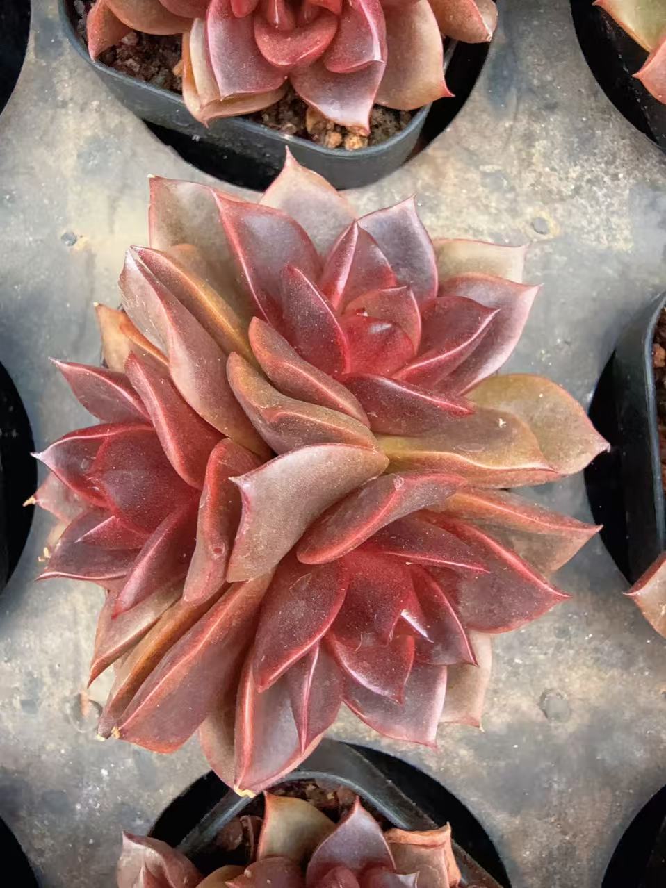 70#3-4头发光玫瑰无砍（6-8cm）脱土