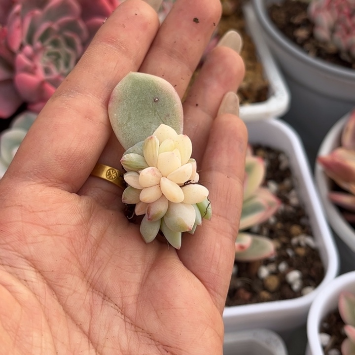 橙梦露锦叶片一颗价格