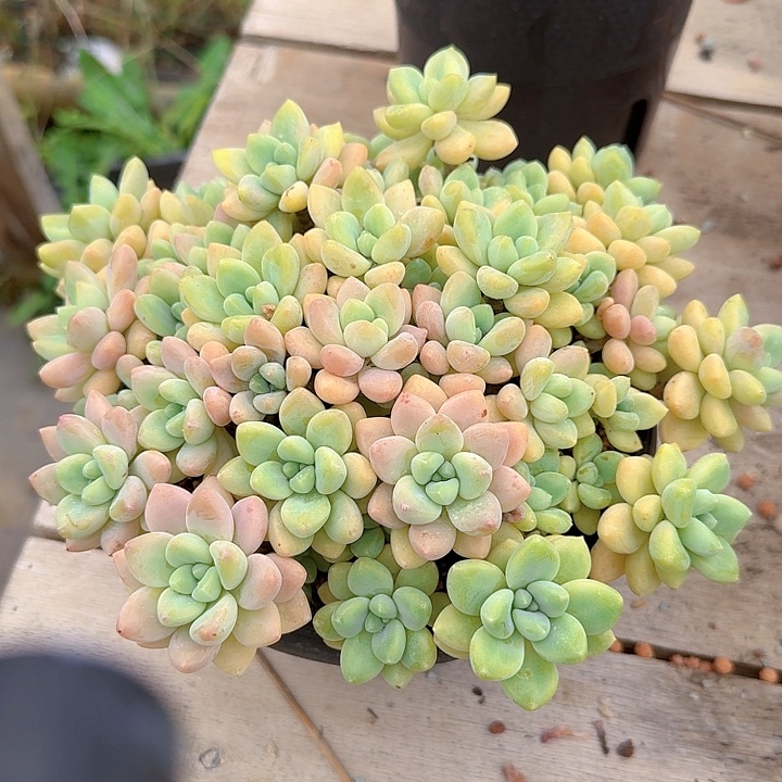 奶酪蛋糕多肉之徒考虑