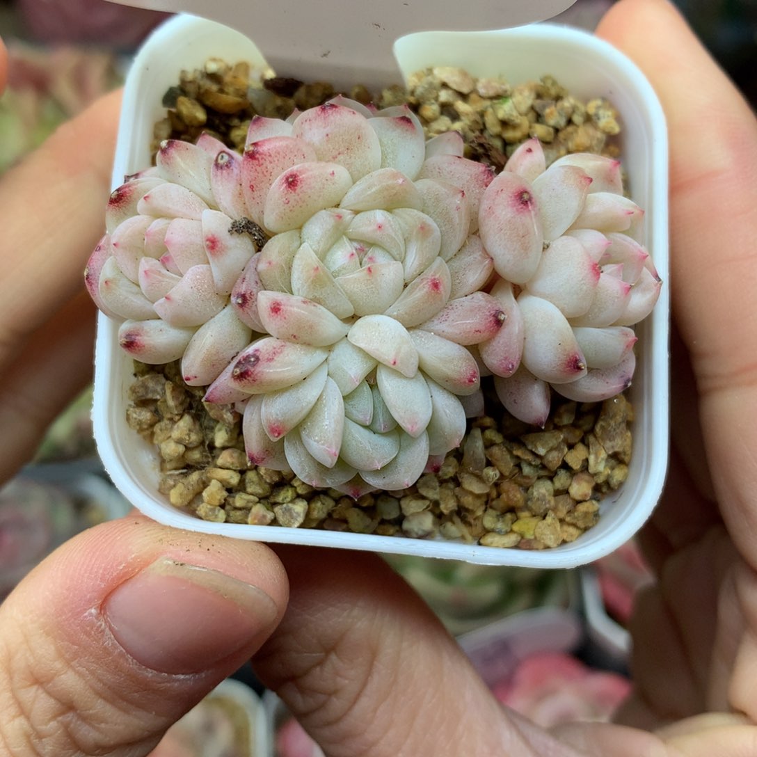 甜心D5头捧花群180