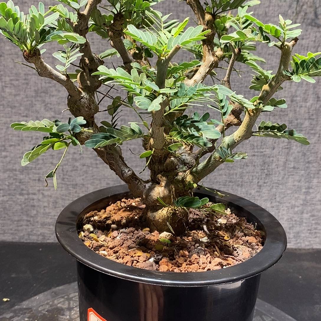 沙漠苏木实生带盆