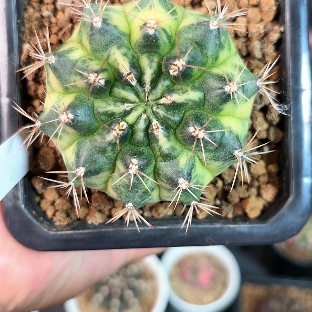 泰系米哈仙人球53号