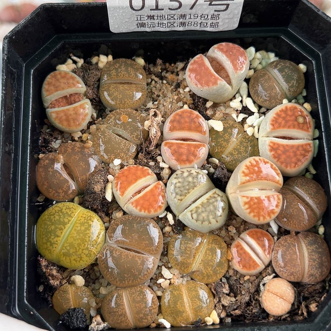 好养易活生石花大母本0157