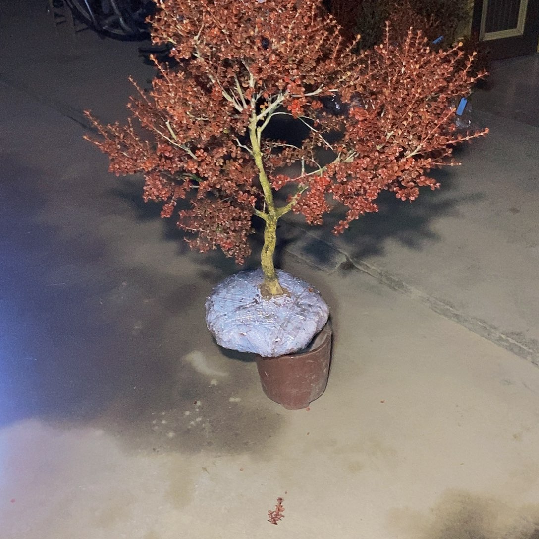 锦***坤安徽大别山珍珠黄杨