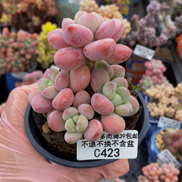 樱花洛神7cm423多肉植物