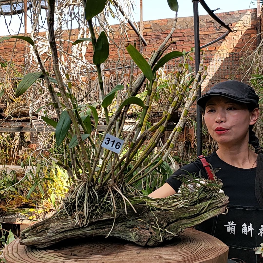 316金钗风兰花花花卉绿植