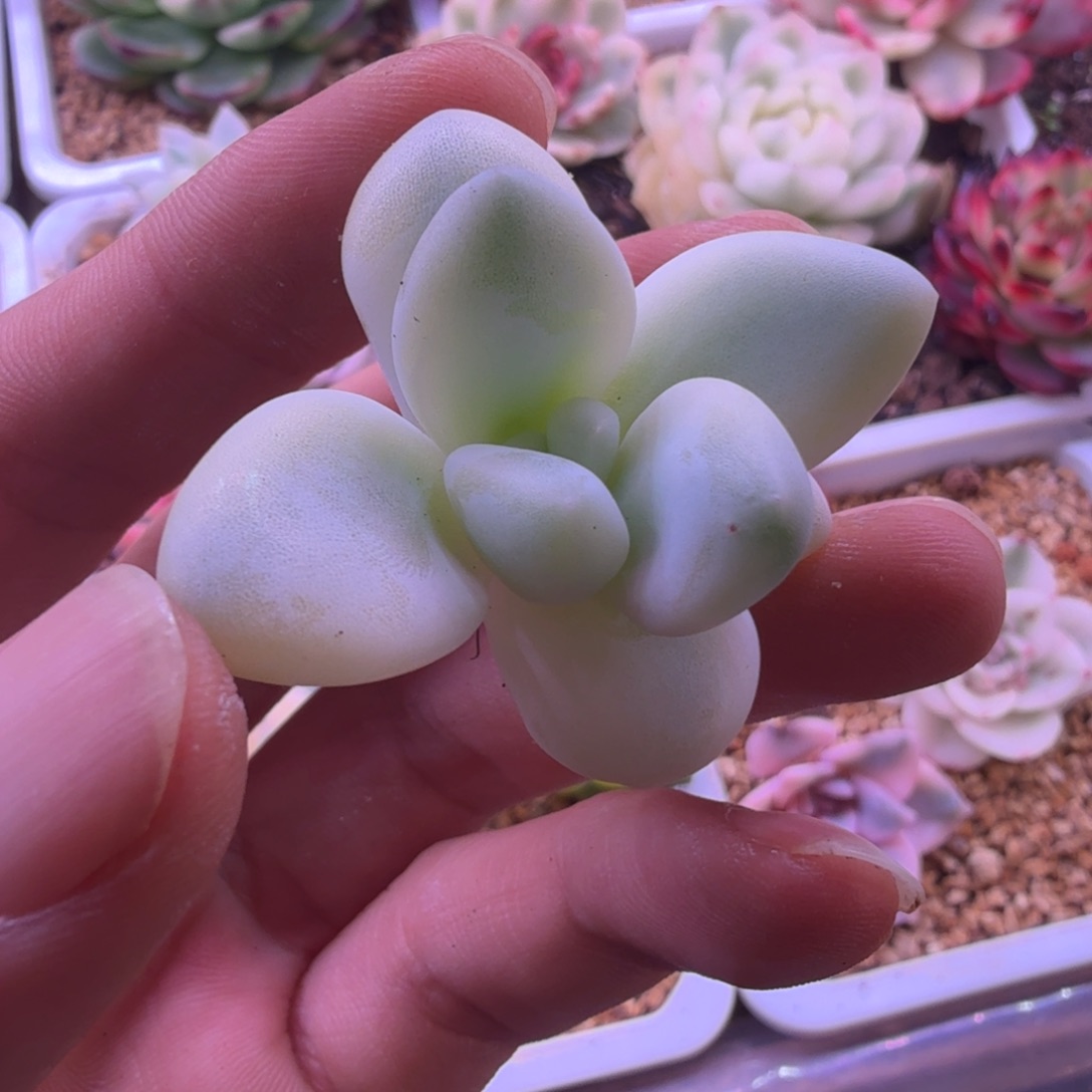 新香水锦 多肉植物2