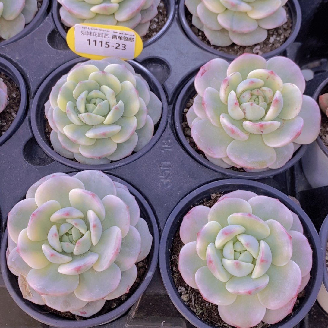 1115-23-精品母本香草锦单头一个