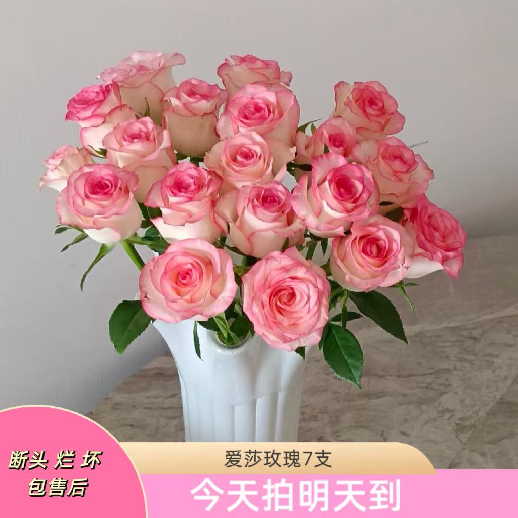 果语精选【艾莎玫瑰7支】云南鲜花批发次日达