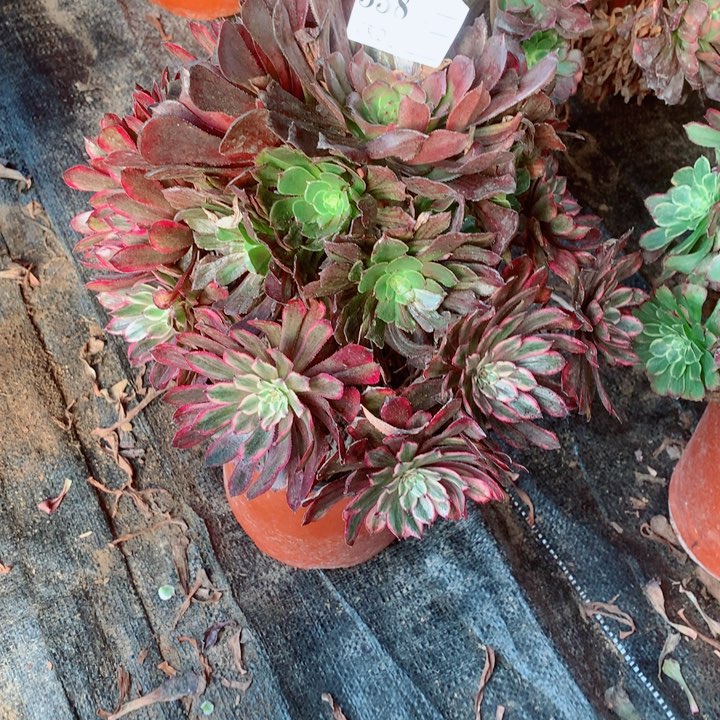 多肉植物338多肉