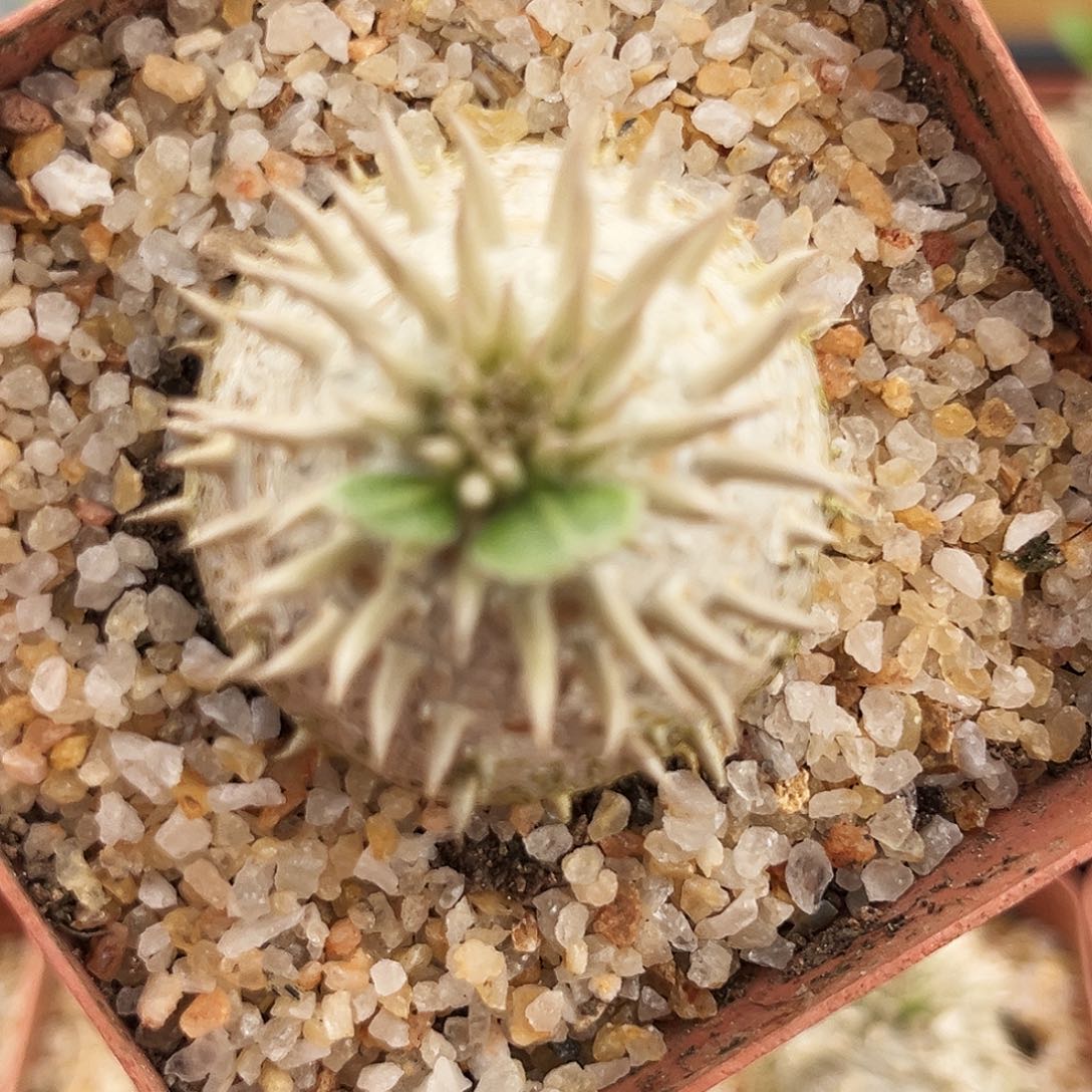 18号惠比须大黑，潮流