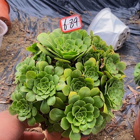 绿玫瑰老桩捧花689号