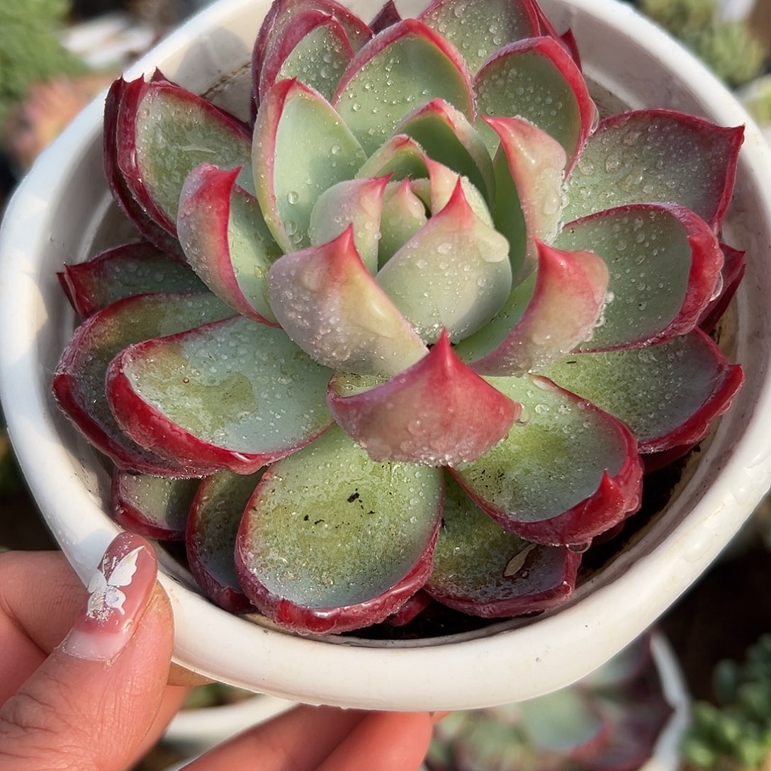 多肉植物惊鸿仙子