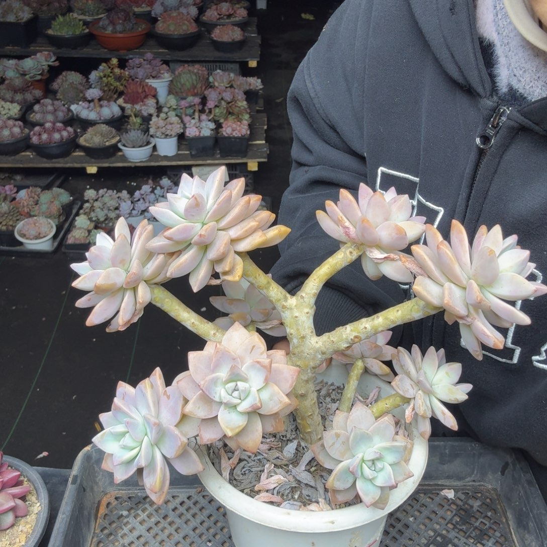 影****017淡雪缀化一颗一物一拍