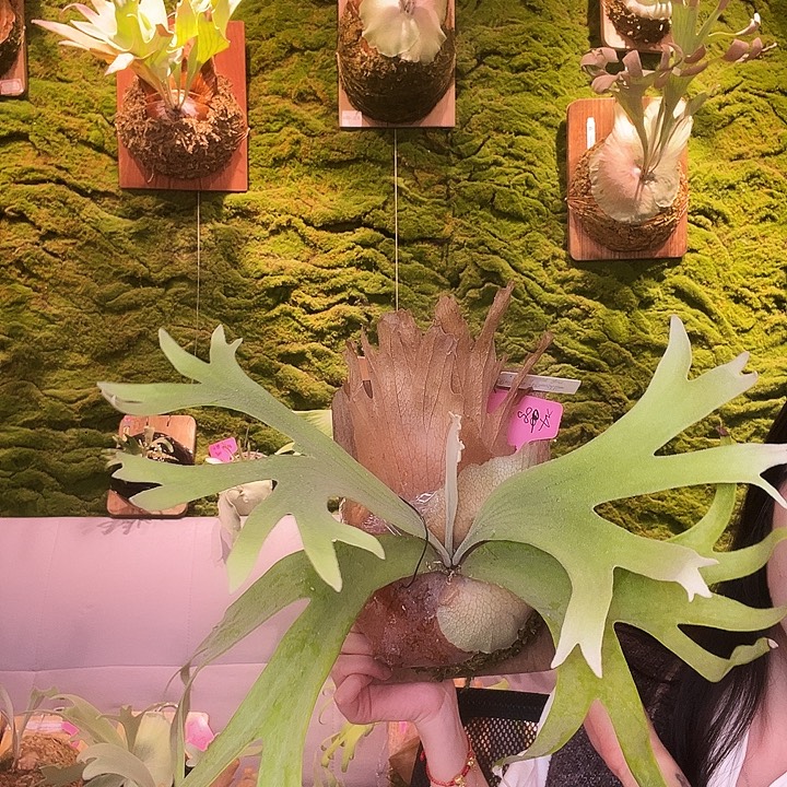 不开花植物Dw Mr.yot