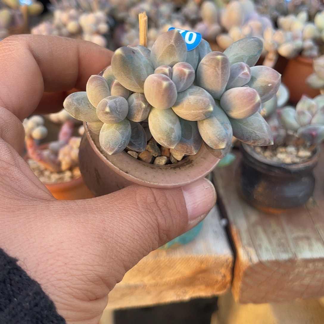 星空美人 4口盆 脱土发货