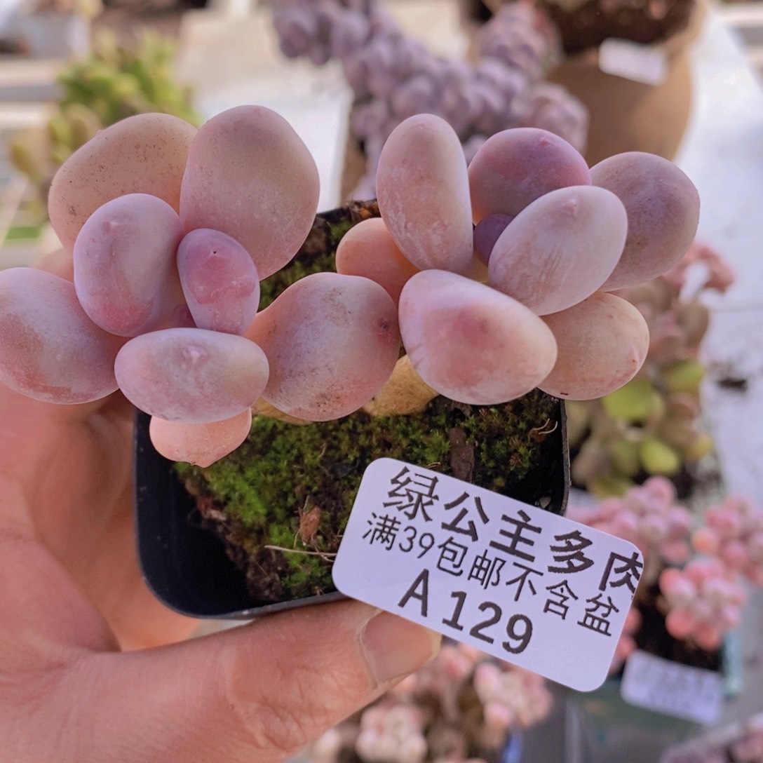 蛋黄奶6cm129多肉植物 