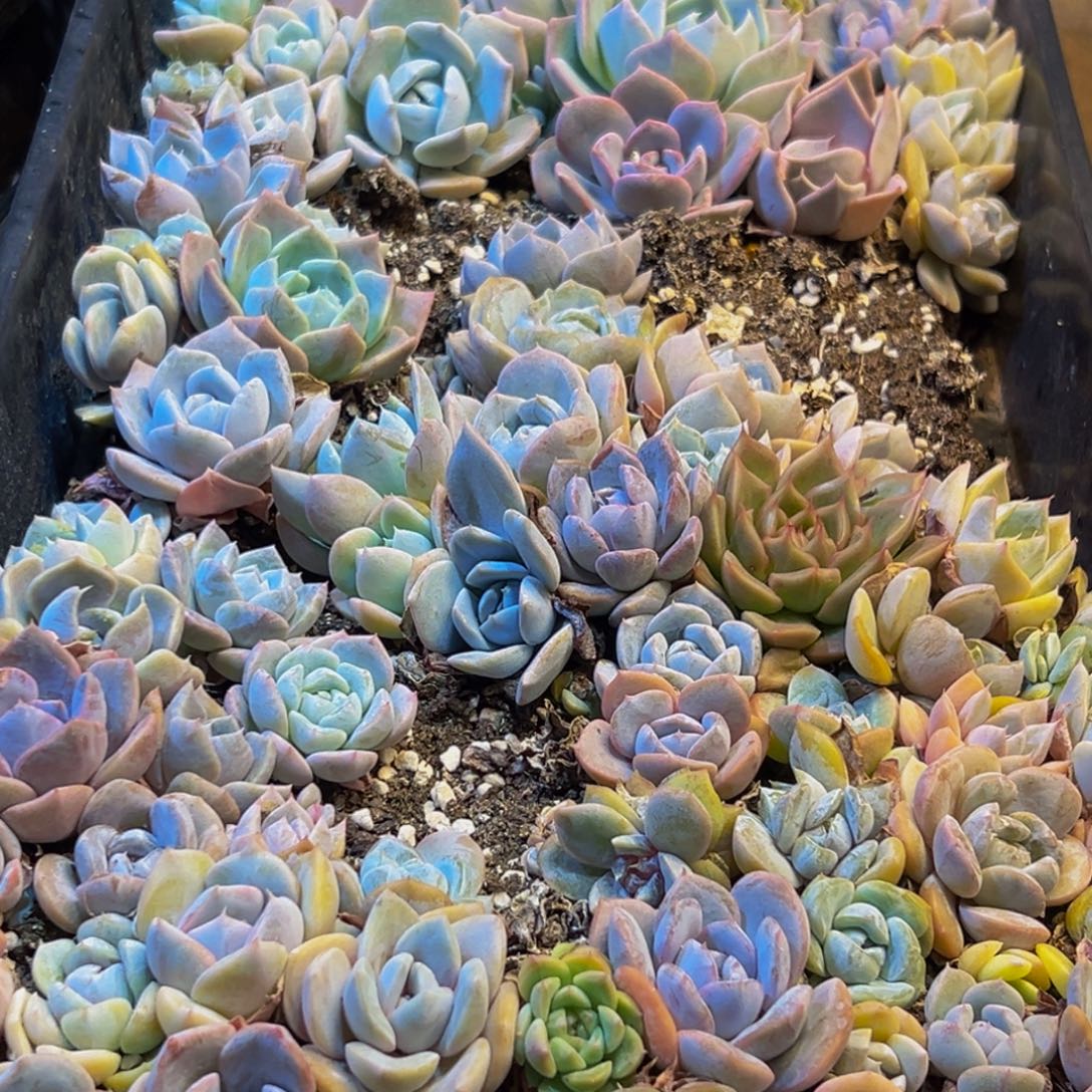 294的人了吧哈哈哈哈哈哈哈哈哈哈哈
